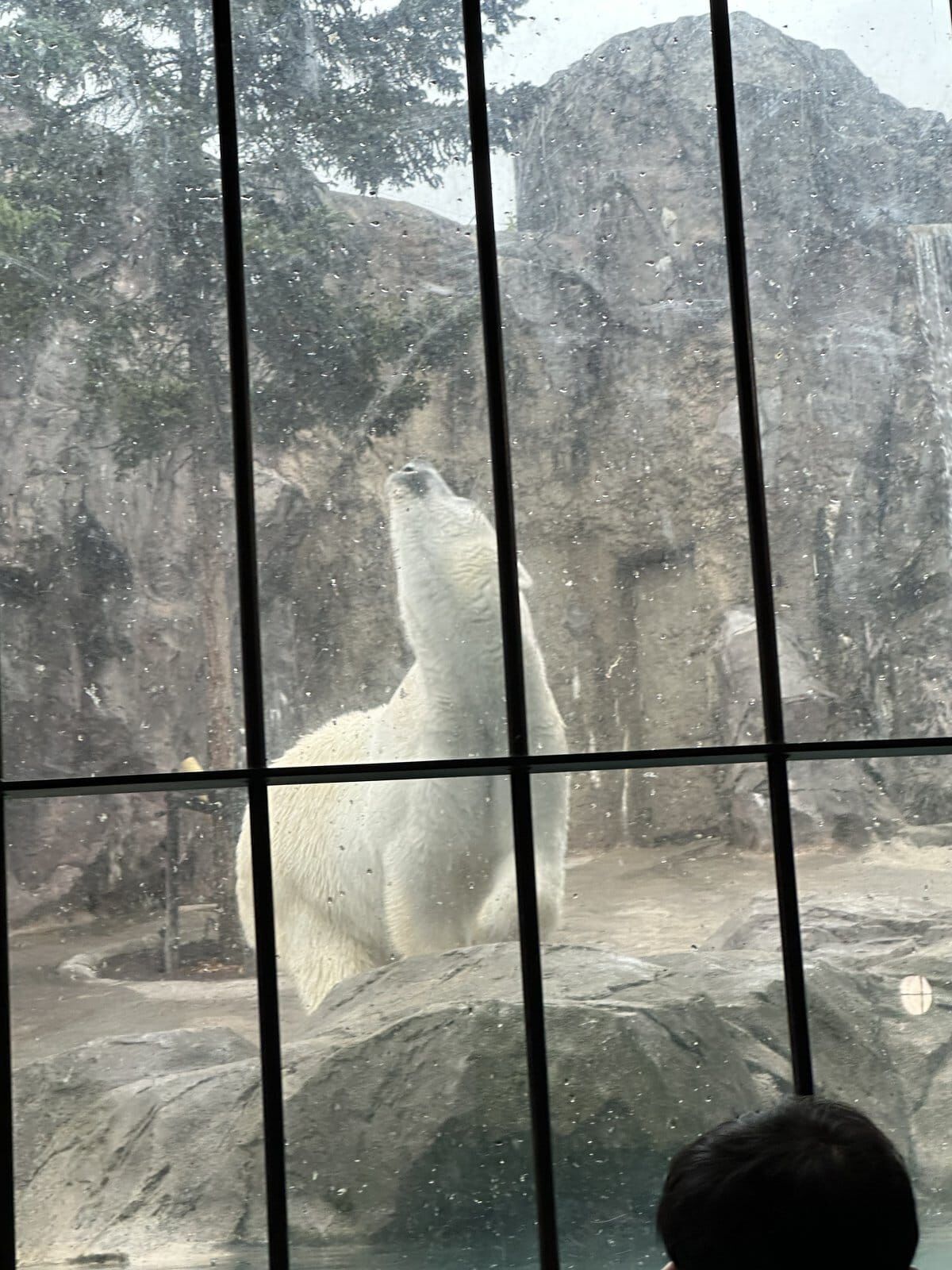 ほっきょくぐま館で立ち上がったホッキョクグマ。ガラス越しに見上げるサイズ感