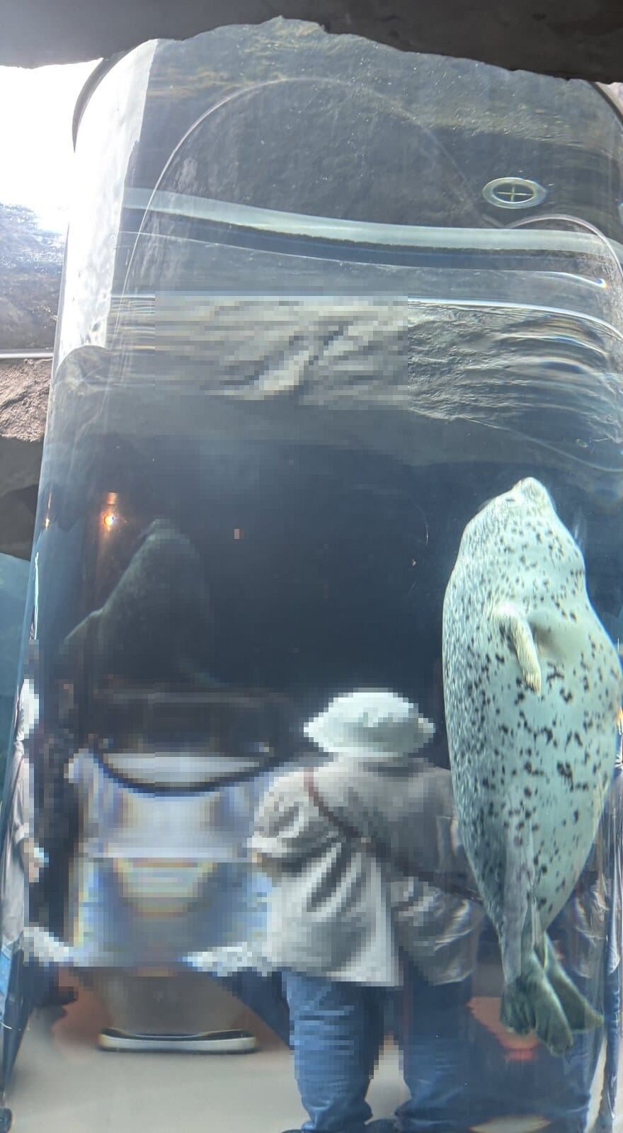 旭山動物園のあざらし館。円柱水槽のマリンウェイを泳ぐあざらし