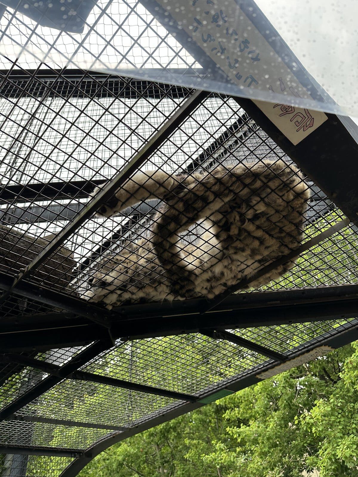 頭上の金網を歩くユキヒョウを真下から見る。肉球まで見える