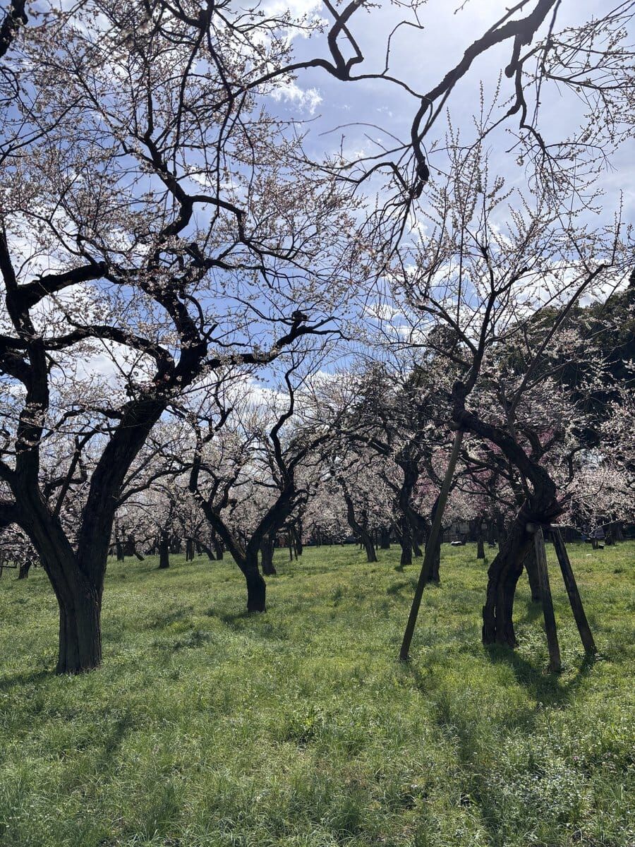 梅まつりの時期の偕楽園。さまざまな品種の梅が咲く