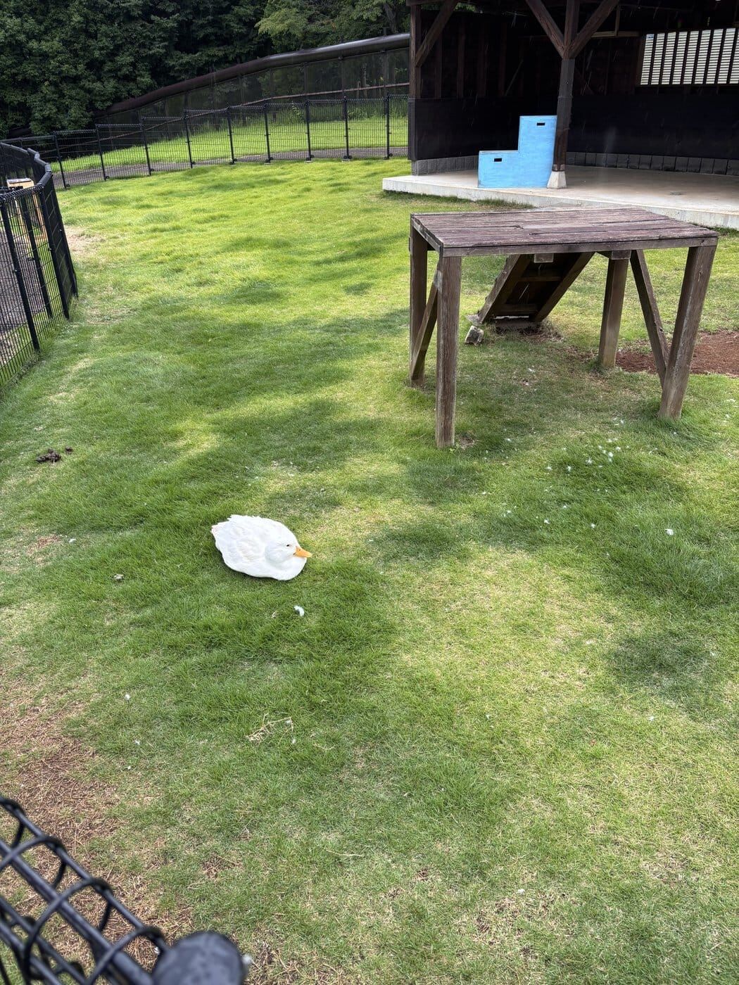 芝生でくつろぐ白いアヒル